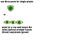 6-49583-tplants.jpg