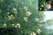 8-49752-ButtonBushBlooms.jpg