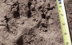 8-120230-Overlay_Large_Dog.gif