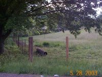 271951-_FencingPasture5_28_03 001.jpg