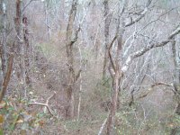 47-225388-the_wildnerness2.JPG