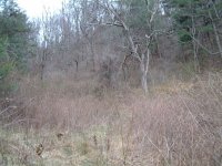 47-225390-the_wilderness.JPG