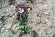 35-50616-VioletWoodSorrel.JPG