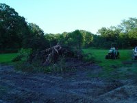 321118-Landoldtree2.jpg
