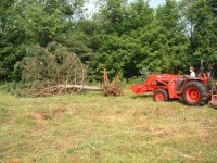 33-178217-tractor-alex-tree1.jpg