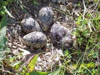 kildeer hatching.jpg