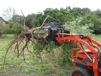 IMG_0135 tree uprooted by grapple.JPG
