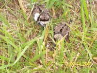 kildeer chicks.jpg