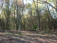 Forest 1.JPG