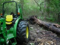 Forest 2.JPG