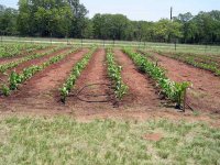 890351-Corn-6.jpg