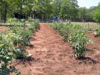 890356-Tomato-6.jpg
