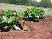 890357-Zucchini-6.jpg