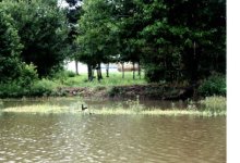 Back yard veiwA.jpg
