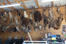 Taxidermy 003.jpg