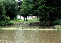 Pond.jpg