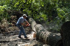 begaining of fire wood.jpg