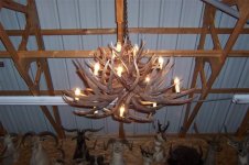 Antler Chandelier 017 (Small).jpg