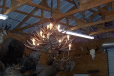 Antler Chandelier 014 (Small).jpg