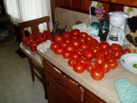 06tomato3.JPG