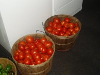 06tomato4.JPG