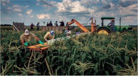 Deardrof sweetcorn picking.jpe