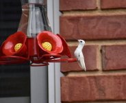 white hummer upstate SC hummingbird anonymous.jpg