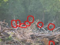 893586-eight vultures.JPG
