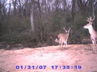 01-31-07  two eight point bucks.jpg