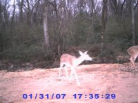 02-04-07  Deer 002 (Small).jpg