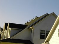 buzzards 001.jpg