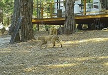 bobcat-2.jpg