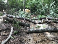 first trees cut.JPG