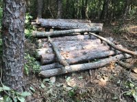 7-21 stacking logs.JPG