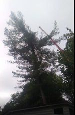 pine.JPG
