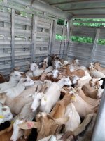 Goat delivery.jpg