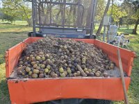 RTVwalnuts.jpg