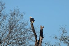 Eagle.jpg