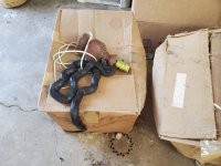 Snake.jpg