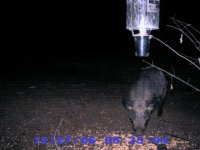 Hog at 535 am.jpg