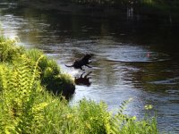 Josie Leaping 2.jpg