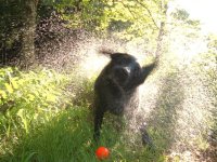 Josie Shaking2.jpg