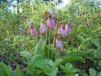 896425-Lady Slippers.jpg