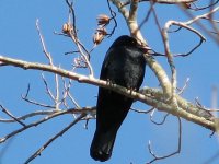 896704-IMG_0091.JPG