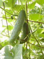 897366-cukes.jpg
