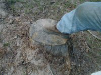 897715-stump-1.JPG