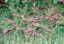 Mexican Heather2.jpg