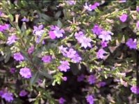 Mexican Heather.jpg