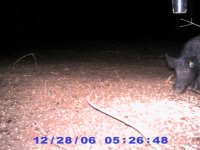 Game Cam 020 (Small).jpg