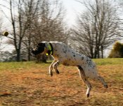 Going for the ball.JPG